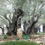 olive trees